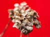 Hortensia