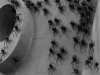 Spiders